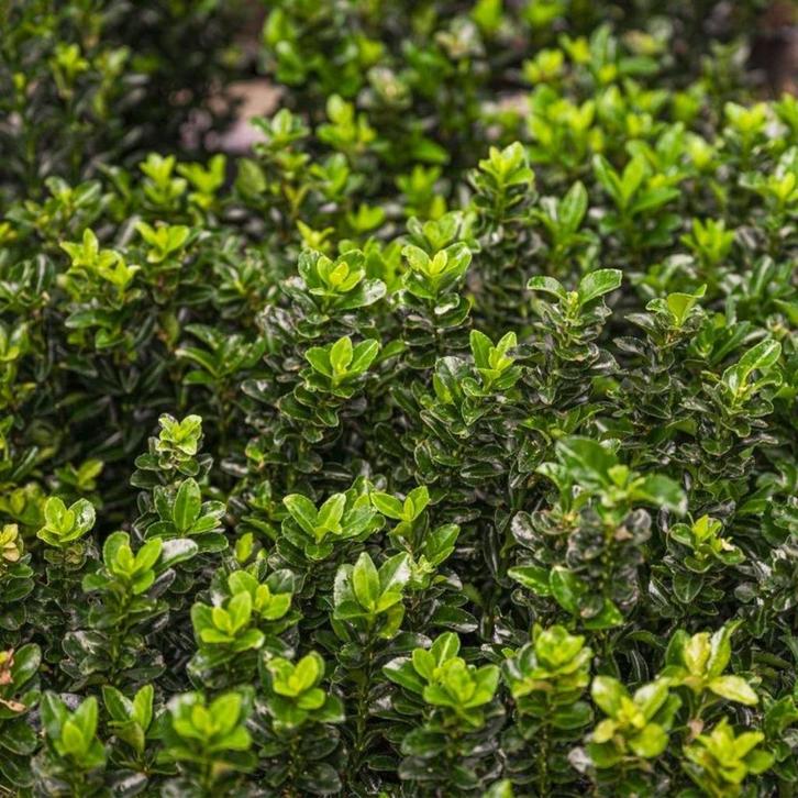 Euonymus japonicus Green Spire, Tuin en Terras, Planten | Struiken en Hagen, Struik, Ophalen of Verzenden