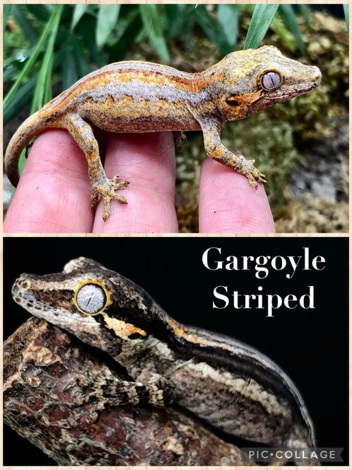 Gargoyle baby + starterspakket (zie advertentie), Dieren en Toebehoren, Reptielen en Amfibieën