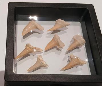 Dents de requin fossiles, Enlèvement ou Envoi