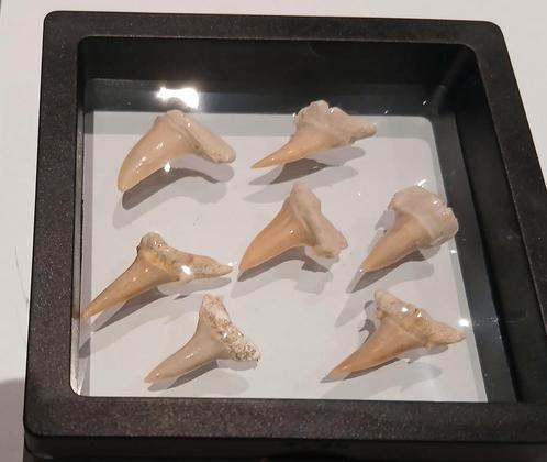 Fossiele haaientanden, Verzamelen, Mineralen en Fossielen, Ophalen of Verzenden