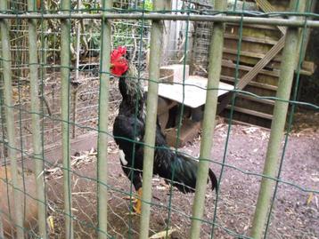jeune coq shamo, Mâle, Poule ou poulet