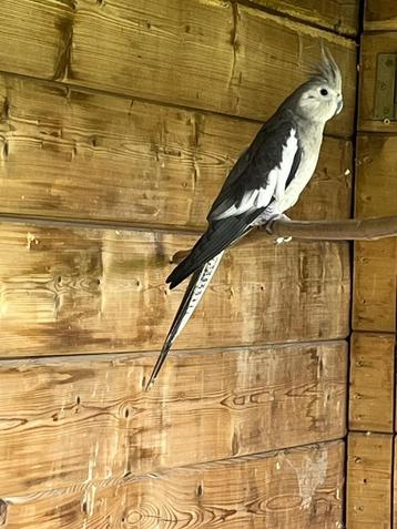 Valkparkiet pop ruilen tegen man, Dieren en Toebehoren, Vogels | Parkieten en Papegaaien, Vrouwelijk, Parkiet