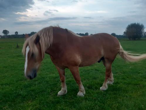 vlaams paard, Animaux & Accessoires, Chevaux, Hongre, Ne s'applique pas, 170 à 175 cm, 11 ans ou plus, Cheval d'attelage, Avec pedigree