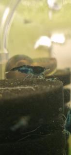 Blue Dream garnaal (Neocaridina), Dieren en Toebehoren, Kreeft, Krab of Garnaal, Zoetwatervis, Schoolvis