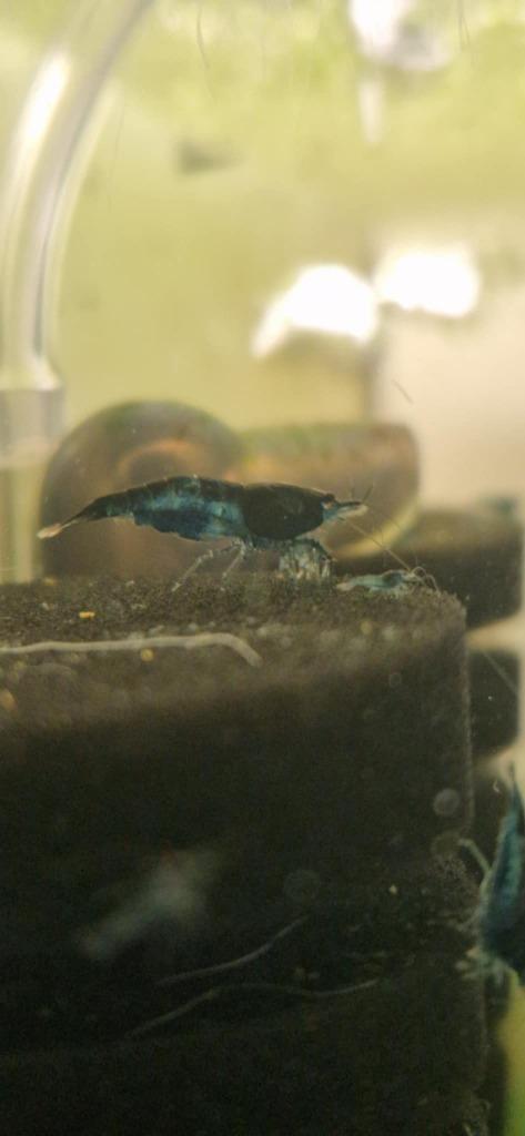 Blue Dream garnaal (Neocaridina), Dieren en Toebehoren, Vissen | Aquariumvissen, Zoetwatervis, Kreeft, Krab of Garnaal, Schoolvis