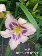 Hemerocallis  DESTINED TO SEE, Ophalen of Verzenden