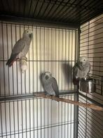 Jeune gris du gabon, Animaux & Accessoires, Femelle