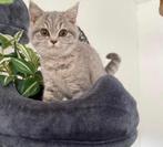 Britse korthaar kittens, Dieren en Toebehoren, Kater, Ontwormd