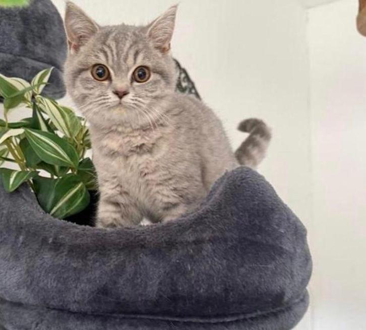 Britse korthaar kittens, Dieren en Toebehoren, Katten en Kittens | Raskatten | Korthaar, Kater, Ontwormd, Ingeënt