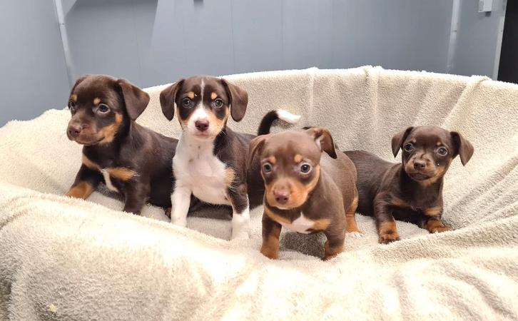 jack russell pups, Dieren en Toebehoren, Honden | Jack Russells en Terriërs, Reu, Jack Russell Terriër, Fokker | Professioneel