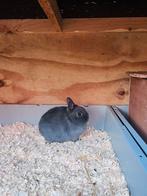 Raszuiver blauw kleurdwerg rammetje