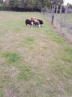 4 prachtige jonge Herdwick ooien, Dieren en Toebehoren, Schapen, Geiten en Varkens, Vrouwelijk, Schaap