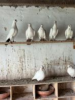 Bango 6 duiven 200euro 3 kopels, Dieren en Toebehoren, Vogels | Duiven