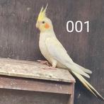 Valkparkiet, Dieren en Toebehoren, Meerdere dieren, Parkiet, Geringd