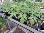 Tomatenplanten te koop, Jardin & Terrasse, Plantes | Jardin, Annuelle, Enlèvement, Plantes potagères, Mi-ombre