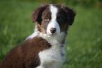 Border collie pups, Dieren en Toebehoren, België, 8 tot 15 weken, Collie, Meerdere