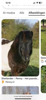 Gezocht zwart-witte shetlander, Dieren en Toebehoren, Pony's, Merrie