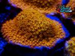 "Golden Psammocora" koraal zeeaquarium zoutwateraquarium lps, Dieren en Toebehoren