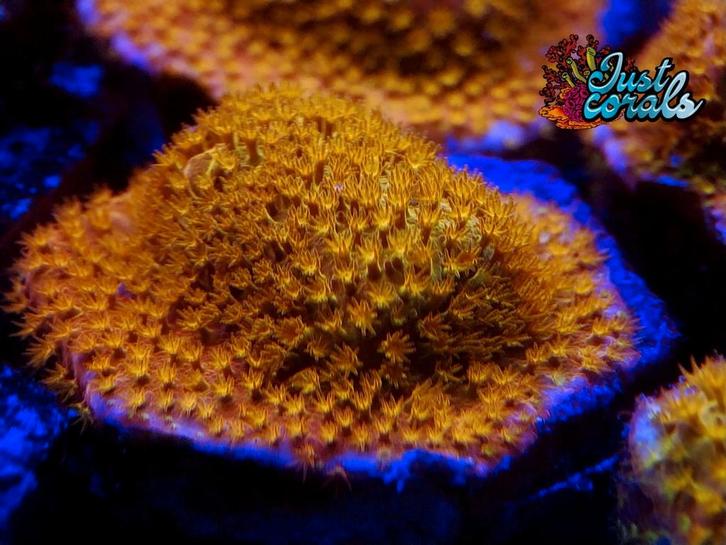 "Golden Psammocora" koraal zeeaquarium zoutwateraquarium lps, Dieren en Toebehoren, Vissen | Aquariumvissen