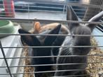 Konijnen, Animaux & Accessoires, Lapins