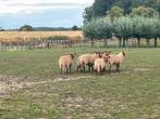 Mooie Ardense voskop stamboek ooitjes, Dieren en Toebehoren
