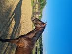 2 jarige dressuur te koop, Dieren en Toebehoren, Paarden, Ruin