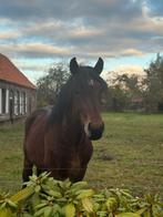 Trekpaard word 3 jaar, Dieren en Toebehoren, Paarden, Hengst