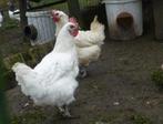 Poule de Bresse, Dieren en Toebehoren, Meerdere dieren, Kip
