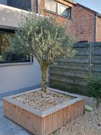 Olijfboom, Tuin en Terras, Planten | Bomen, Ophalen, Olijfboom