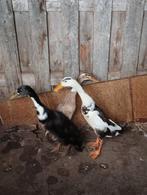 9 loopeendjes, Dieren en Toebehoren