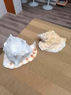 Zee schelpen, Verzamelen, Mineralen en Fossielen, Ophalen, Schelp(en)