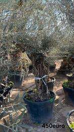 Olijfbomen olea europaea vanaf april in België!, Jardin & Terrasse, Plantes | Arbres, Enlèvement