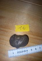 Fossiles en spirale (NR10), Collections, Enlèvement ou Envoi, Fossile