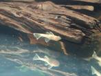 Albino ancistrus (algeneter), Dieren en Toebehoren, Vis, Zoetwatervis