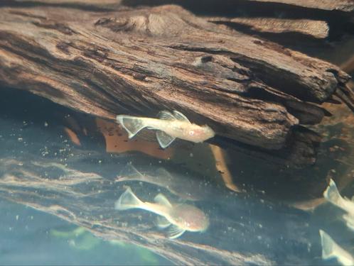 Albino ancistrus (algeneter), Dieren en Toebehoren, Vissen | Aquariumvissen, Zoetwatervis, Vis