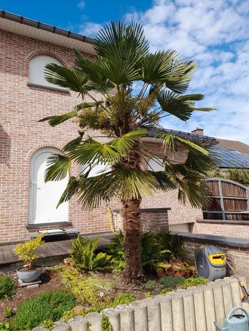 Palmboom beschikbaar voor biedingen