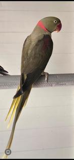 Procureur d'Alexander, Plusieurs animaux, Perruche, Bagué