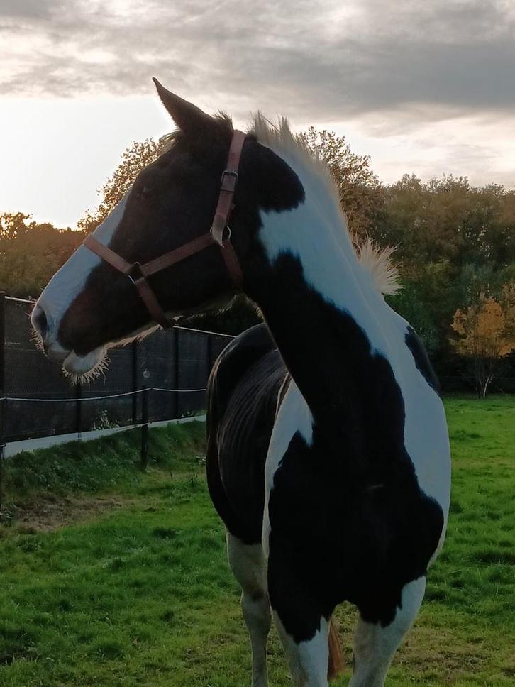 Knappe Ruin, Dieren en Toebehoren, Paarden