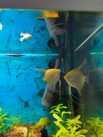 2 volwassenen maanvissen, Dieren en Toebehoren, Vissen | Aquariumvissen