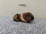 Verschillende beertjes te reserveren (NL), Dieren en Toebehoren, Mannelijk, Cavia, Tam