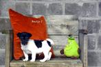 Prachtige Jack Russell pupjes, Dieren en Toebehoren, Honden | Jack Russells en Terriërs, België, Jack Russell Terriër, CDV (hondenziekte)
