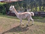 Alpaca merrie 4jaar oud., Dieren en Toebehoren, Augustus, Vrouwelijk