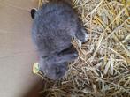 Ndh dwerhangoortje voedster choco kleur 10 weken, Animaux & Accessoires, Lapins