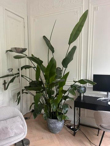 Royale Strelitzia Nicolai beschikbaar voor biedingen