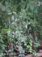 Houx, Tuin en Terras, Planten | Struiken en Hagen, Ophalen, Hulst