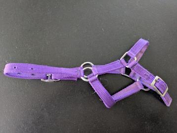 Halster mini pony beschikbaar voor biedingen