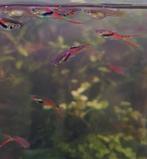 endler guppy, Dieren en Toebehoren, Vis, Zoetwatervis