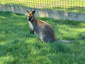 Kangourou wallaby, Avril, Mâle