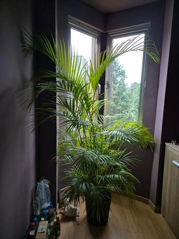 Superbe plante panaché 180 cm - Palm