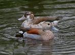Roodschoudertaling natuurbroed, Dieren en Toebehoren